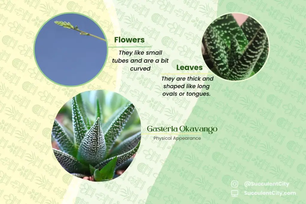 Gasteria Okavango Gasteria Okavango