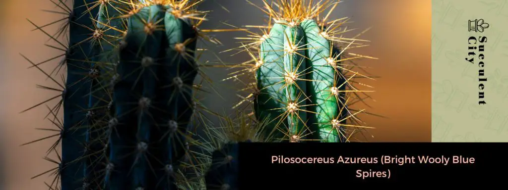 Género “Pilosocereus”. Género “Pilosocereus”.