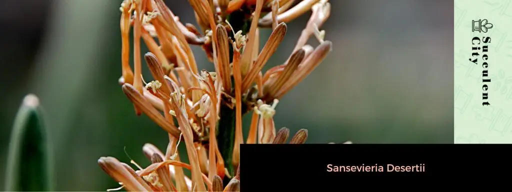 Género “Sansevieria”. Género “Sansevieria”.