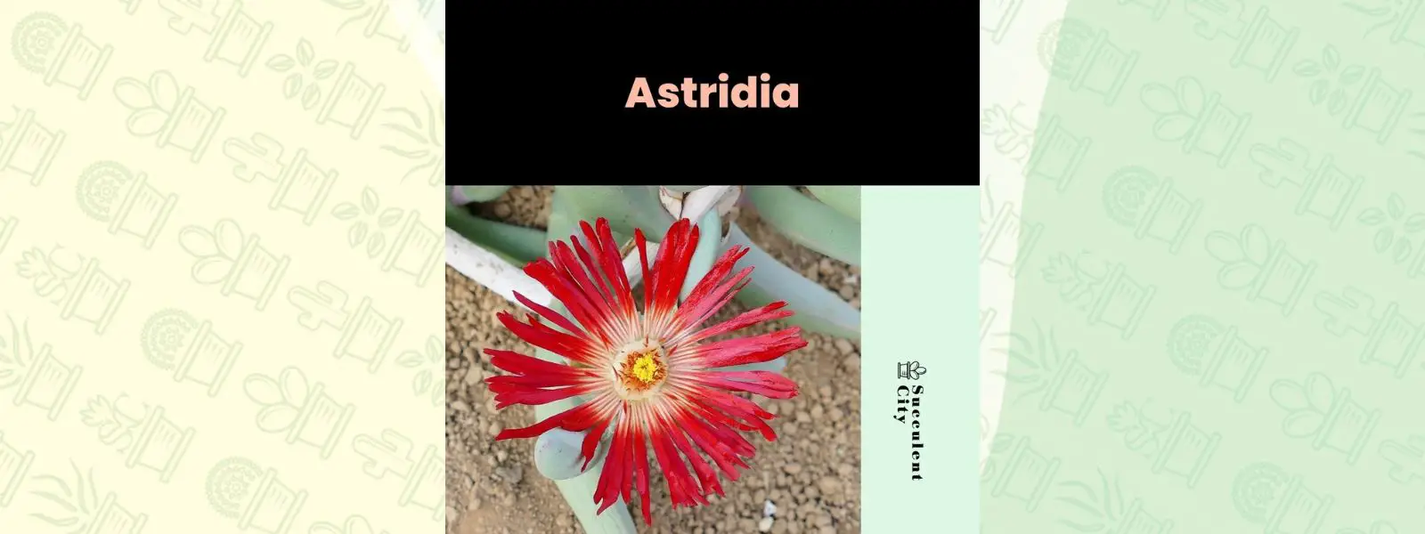 Género “Astridia”.