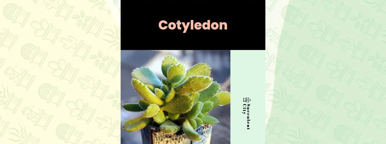 Género “Kotyledon”. Género “Kotyledon”.