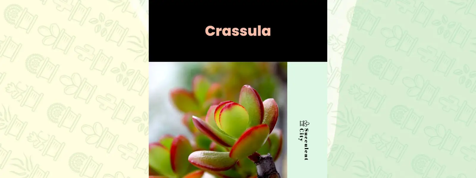 Género “Crassula”.