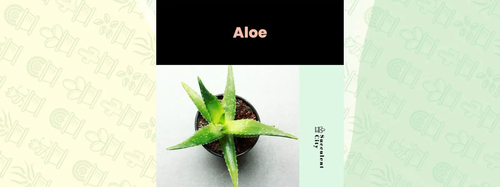 Género “Áloe”. Género “Áloe”.