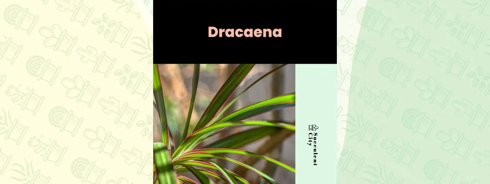Guía de cuidados y plantas de “Dracaena” Guía de cuidados y plantas de “Dracaena”
