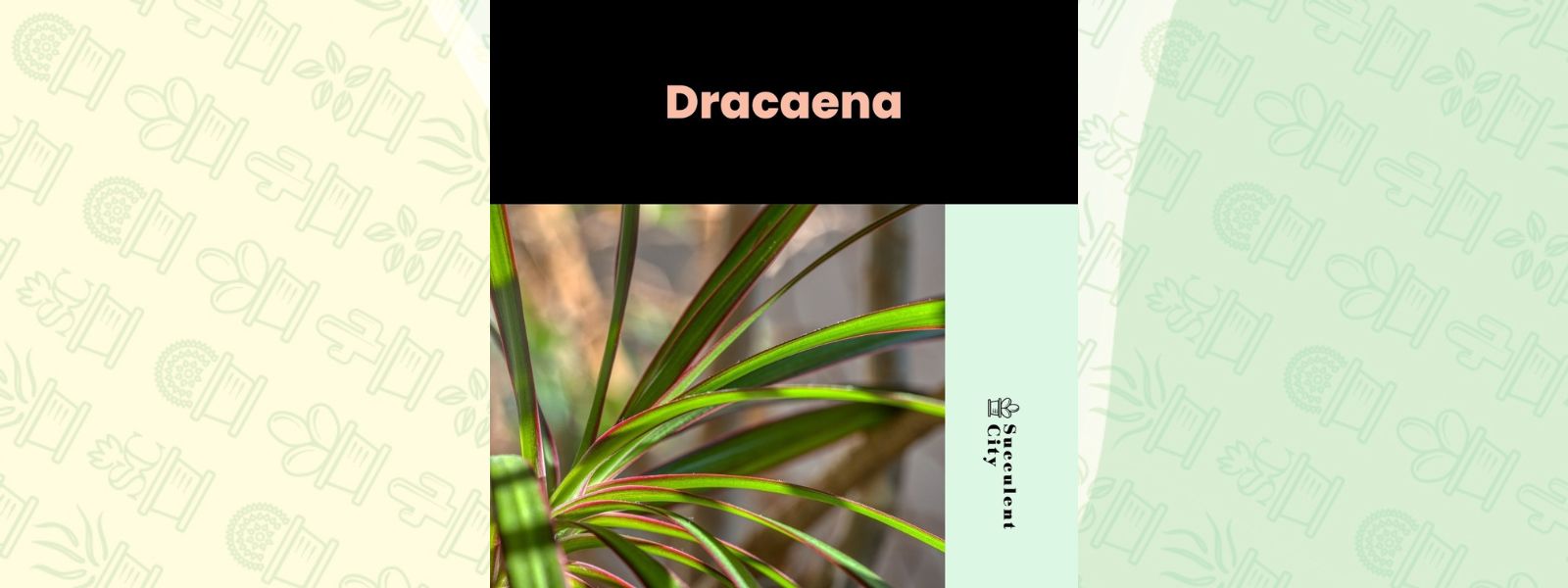 Guía de cuidados y plantas de “Dracaena”