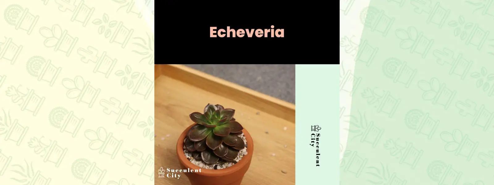 Género “Echeveria”. Género “Echeveria”.