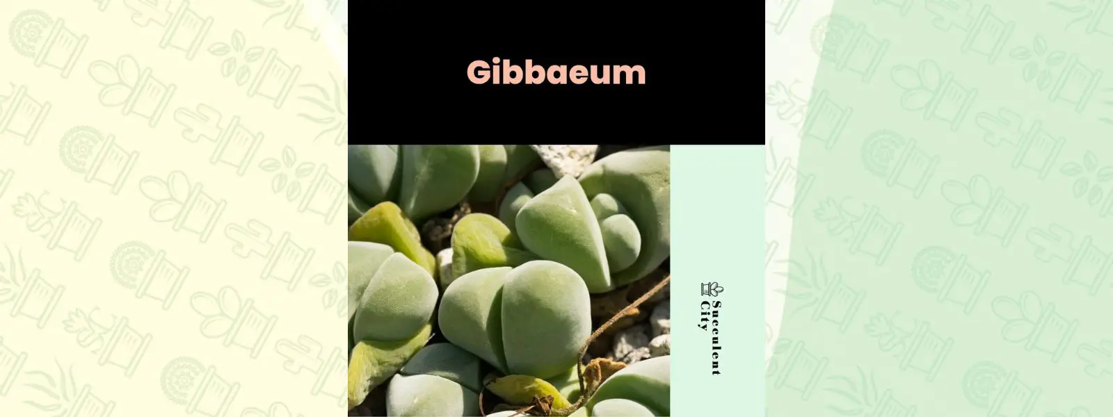 Género “Gibbaeum”.