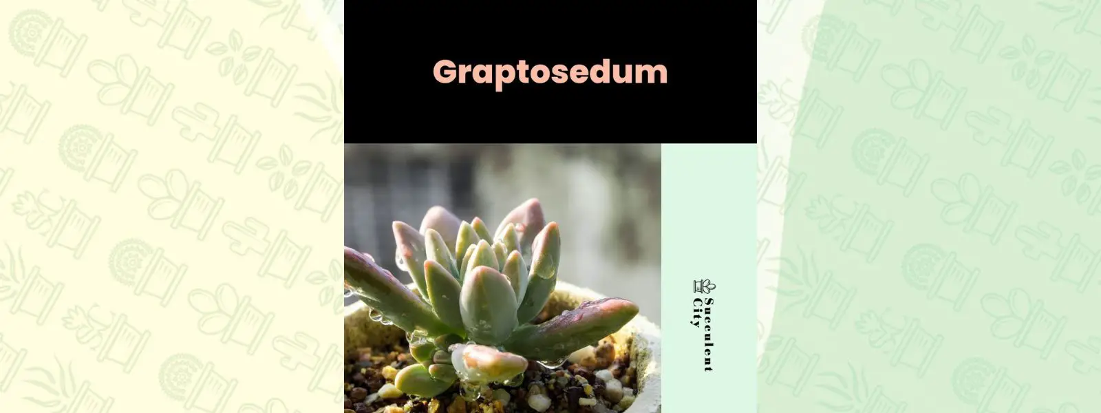 Género “Graptosedum”.