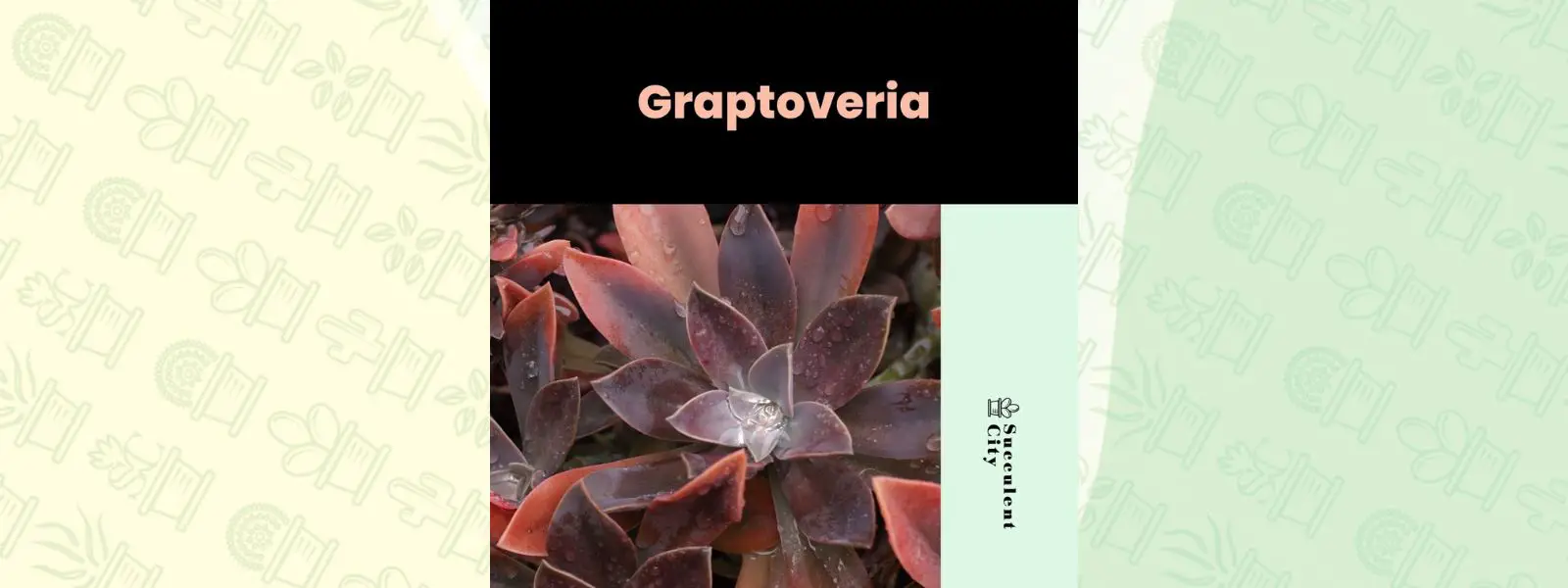 Género “Graptoveria”.
