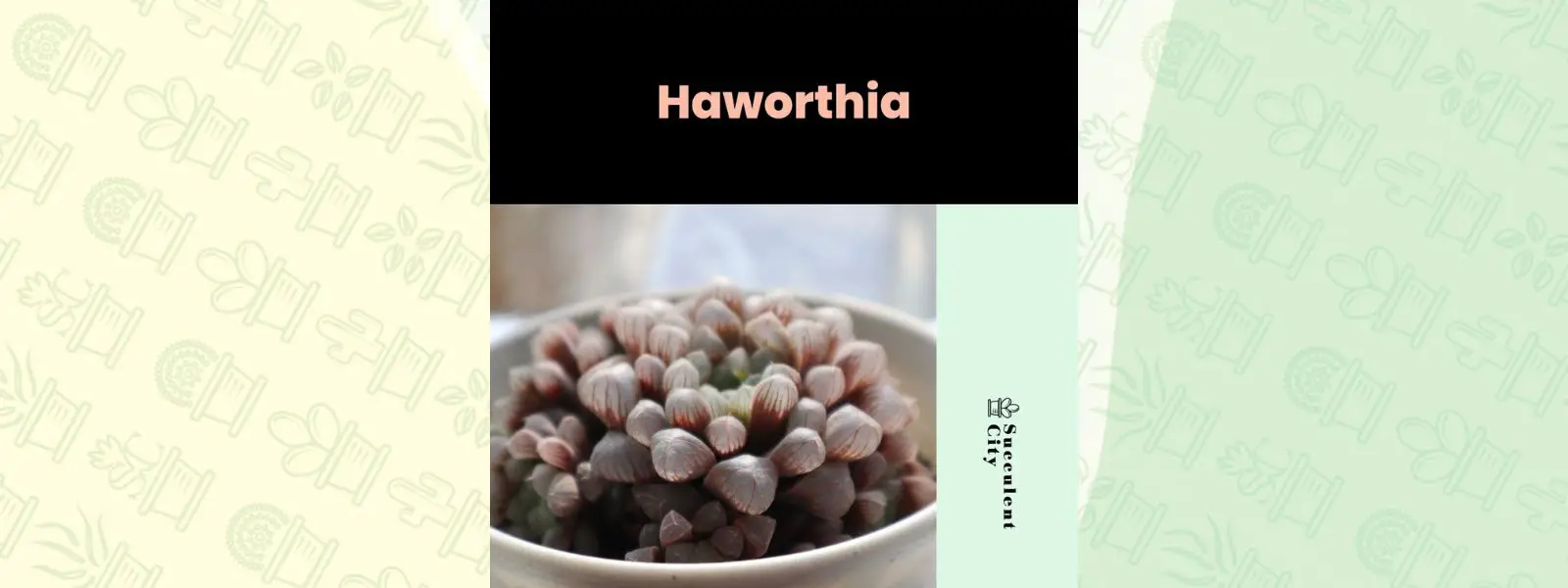 Género “Haworthia”.
