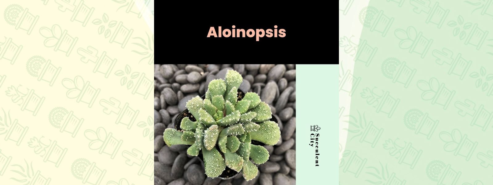 Género “Aloinopsis”.