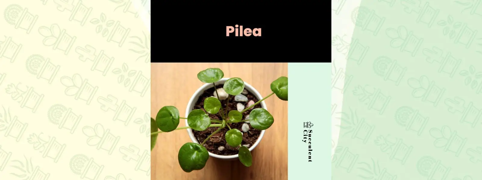 Género “Pilea”. Género “Pilea”.