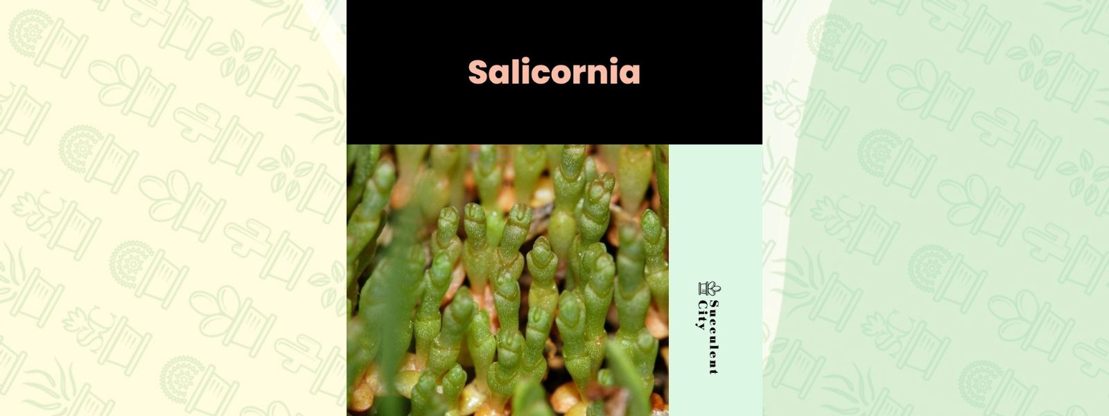 Género “Salicornia”.