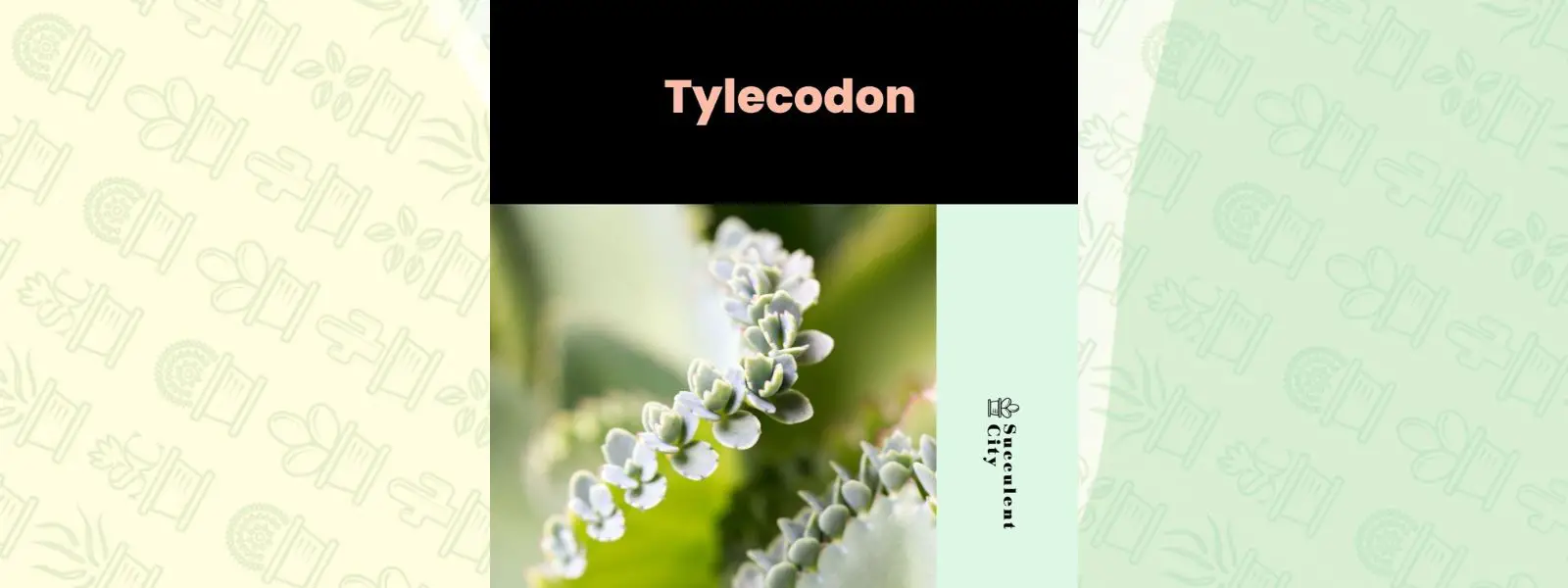 Género “Tylecodon”.