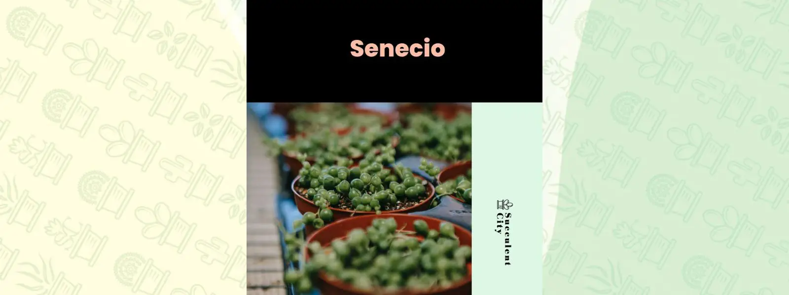 Género “Senecio”. Género “Senecio”.
