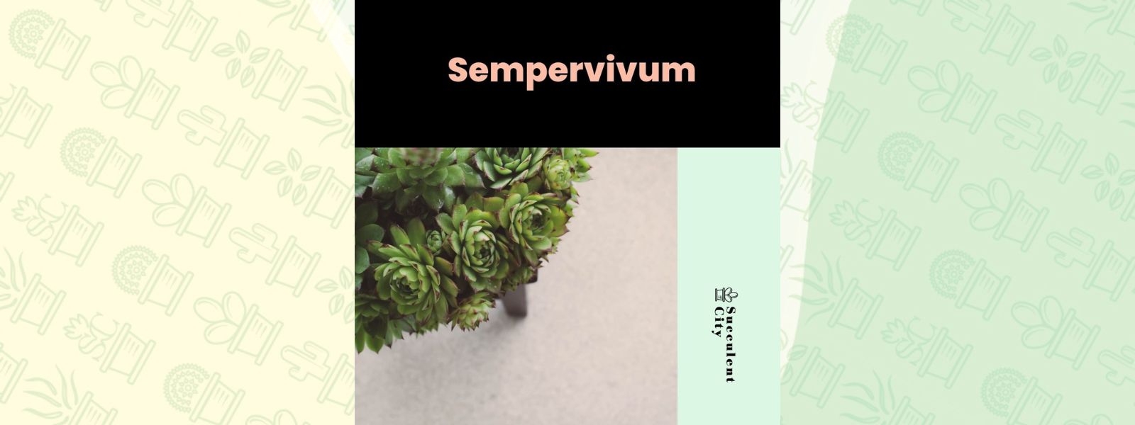Género “Sempervivum”.
