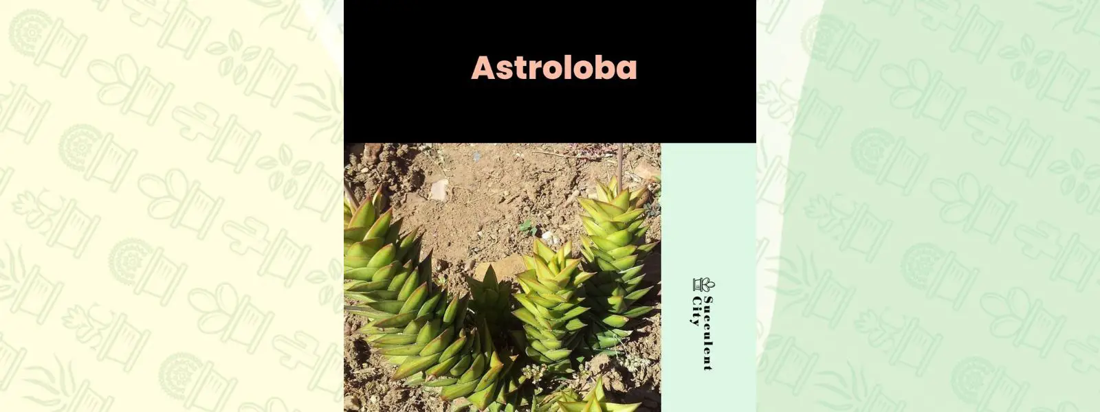 Género “Astroloba”. Género “Astroloba”.