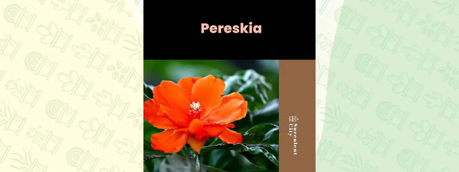 Género “Pereskia”.