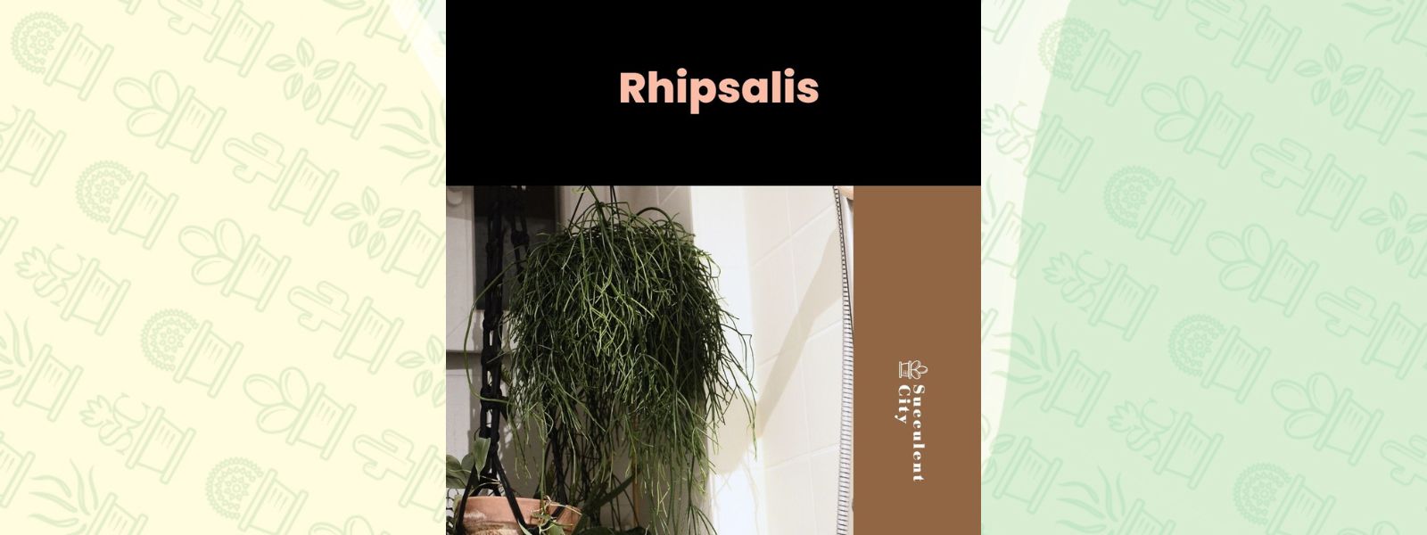Género “Rhipsalis”.