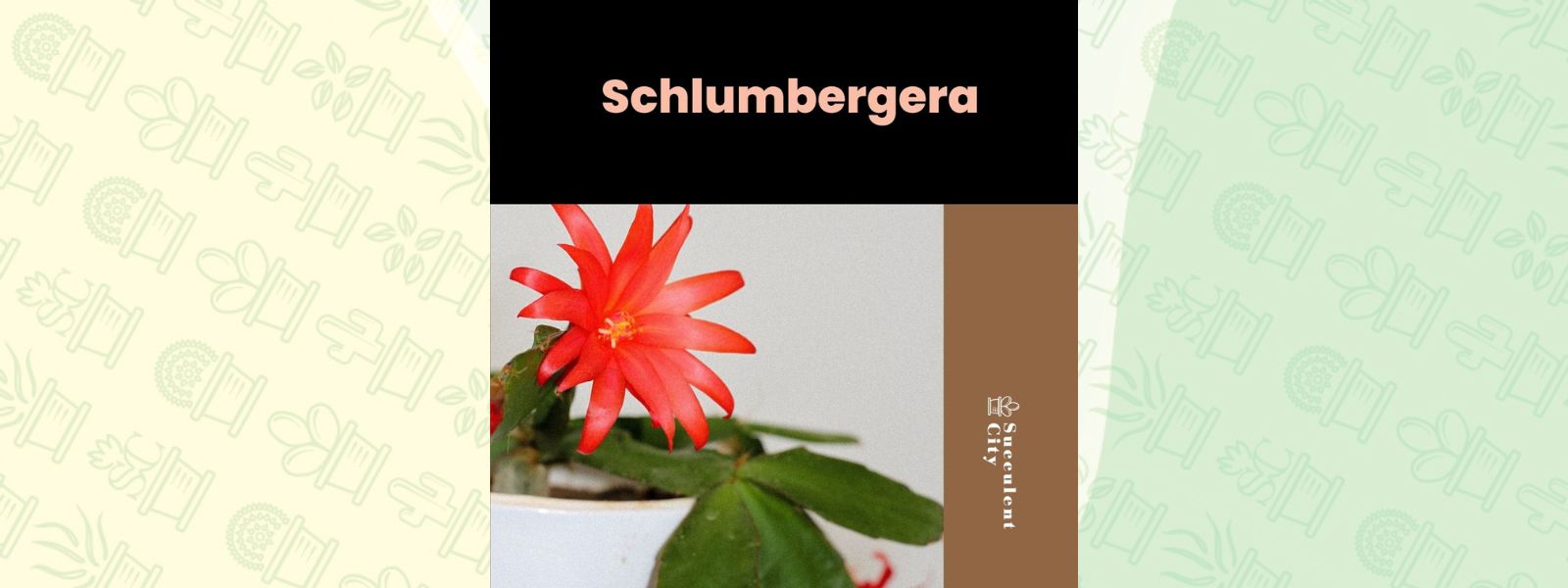 Género “Schlumbergera”.