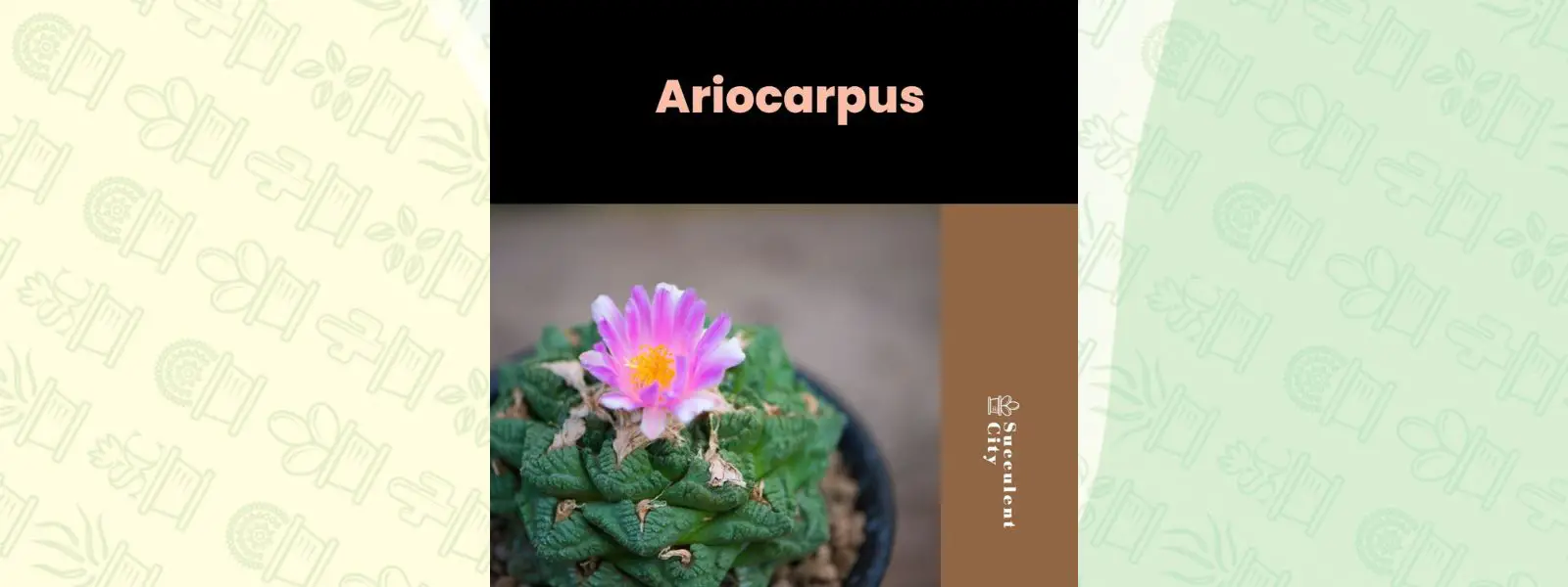 Género “Ariocarpus”.