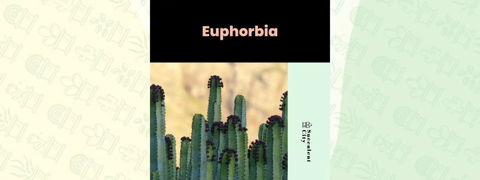 Género “Euphorbia”. Género “Euphorbia”.