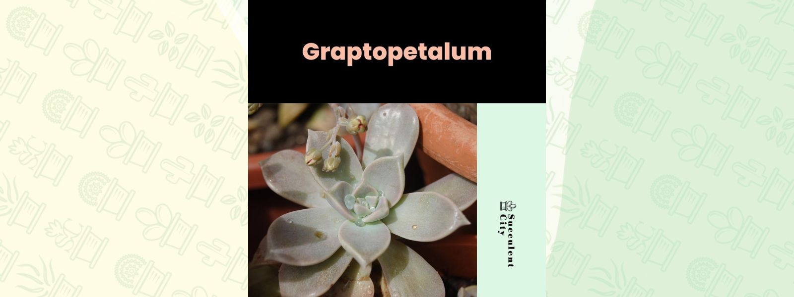 Género “Graptopetalum”.