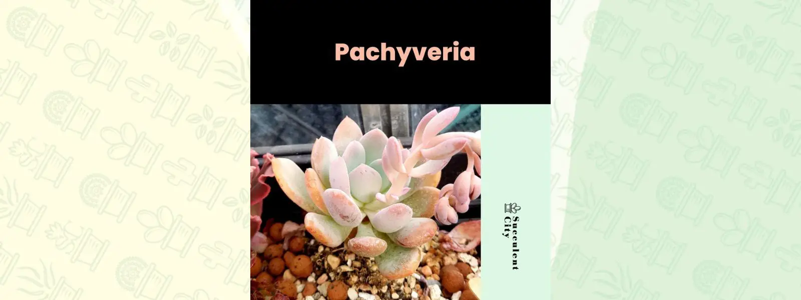 Género “Pachyveria”. Género “Pachyveria”.