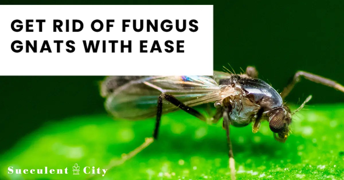 Cómo deshacerse de los mosquitos en las suculentas
