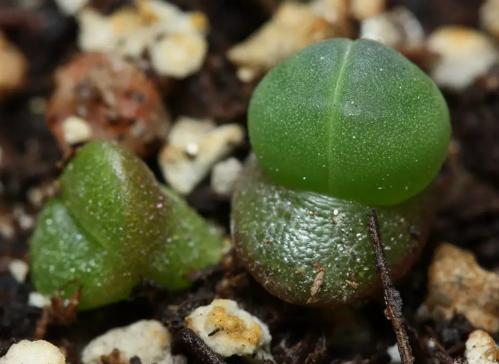 Gibbaeum Heathii (la suculenta baby bum) Gibbaeum Heathii (la suculenta baby bum)