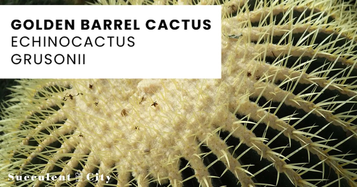 El cactus barril dorado 'Echinocactus Grusonii'
