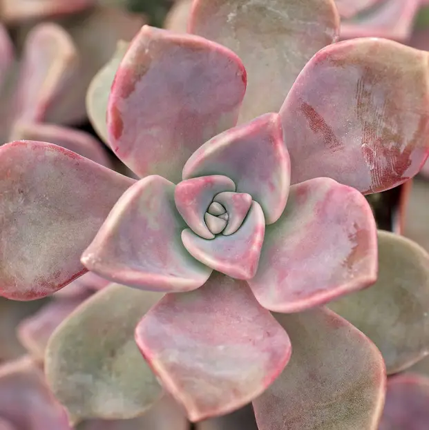 Graptopetalum 'Purple Delight' (El Graptopetalum Blancanieves)