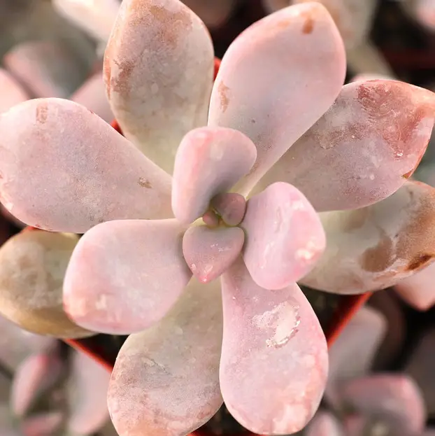 Graptopetalum Murasaki Graptopetalum Murasaki