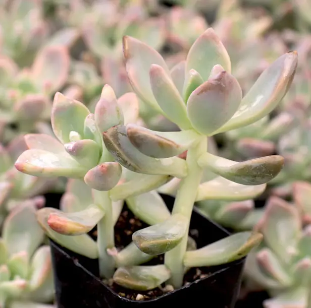 Graptopetalum Paraguayense (La Planta Fantasma/Suculenta “Madre Perla”)