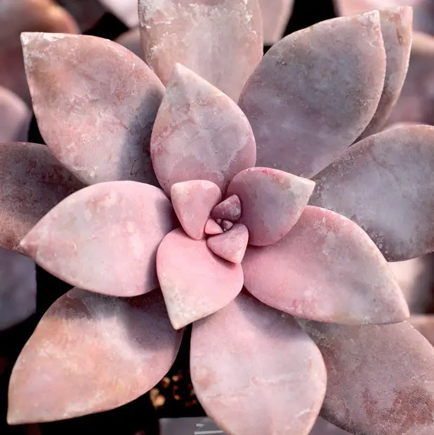 Graptopetalum Superbum