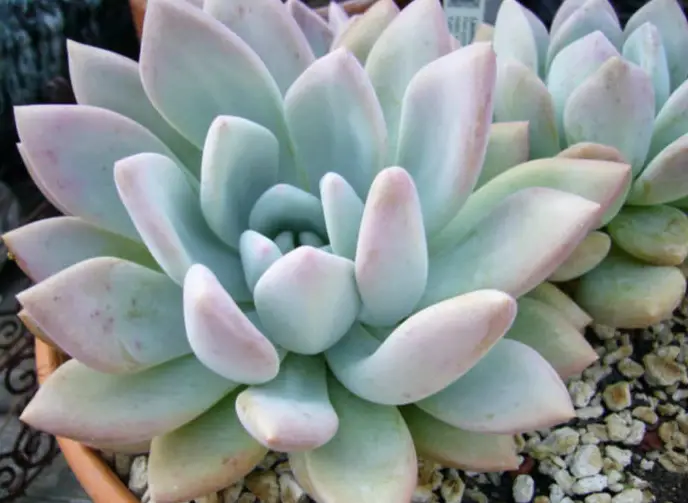 Graptoveria Opalina Graptoveria Opalina
