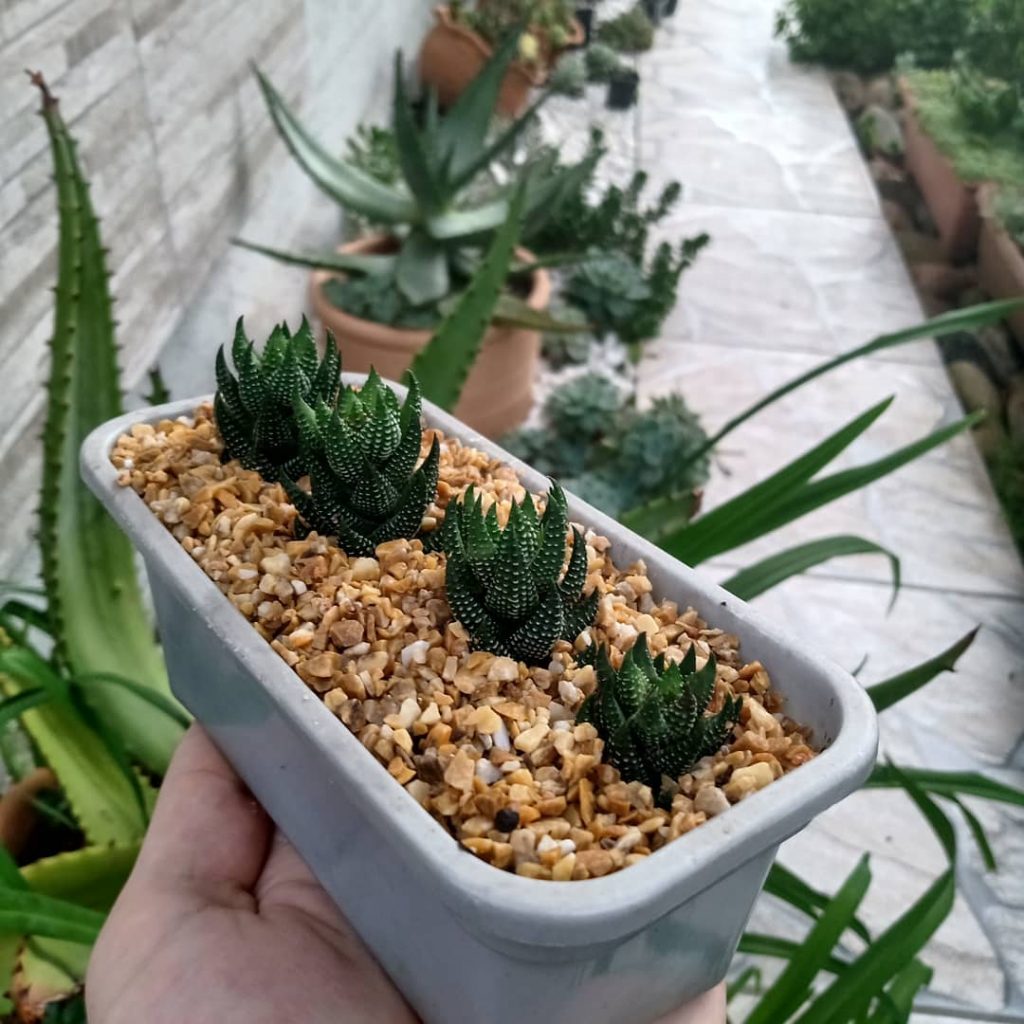 Haworthia coarctata (Haworthiopsis coarctata)