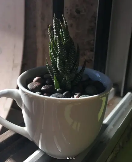 Haworthia coarctata (Haworthiopsis coarctata)