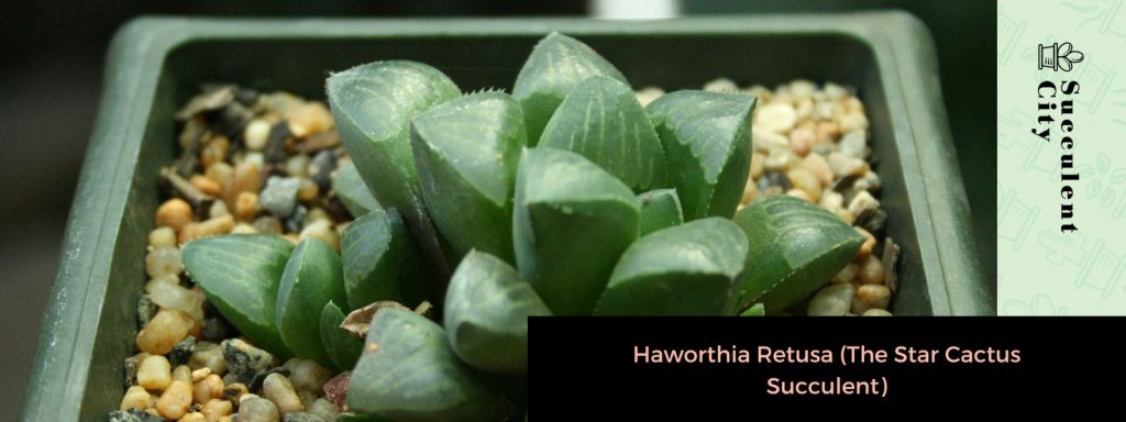 Haworthiopsis Limifolia (Tabla de lavar de hadas)