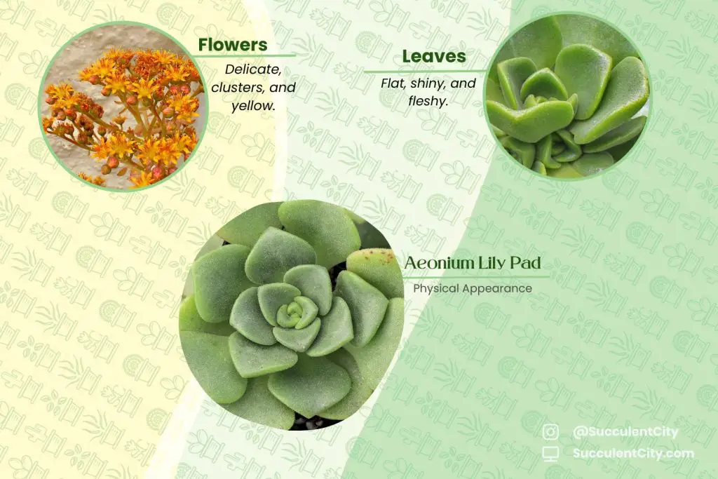 Hoja de lirio de Aeonium