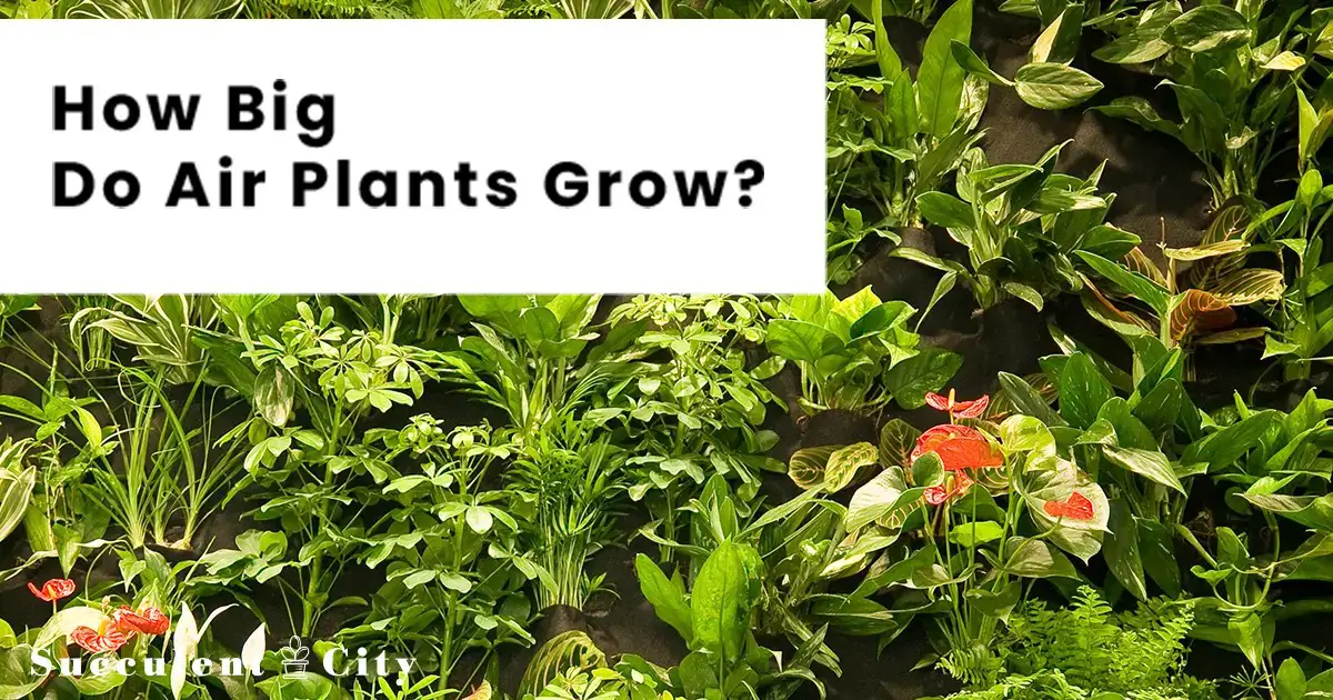 ¿Qué tamaño alcanzan las plantas aéreas? ¡Y aún más para responder! ¿Qué tamaño alcanzan las plantas aéreas? ¡Y aún más para responder!