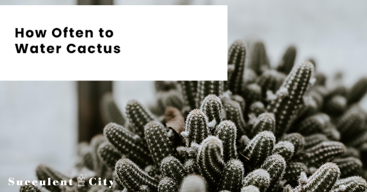 Con qué frecuencia regar un cactus: una guía esencial