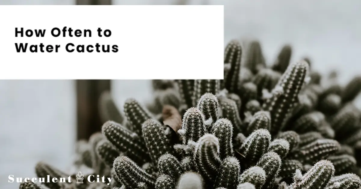 Con qué frecuencia regar un cactus: una guía esencial Con qué frecuencia regar un cactus: una guía esencial