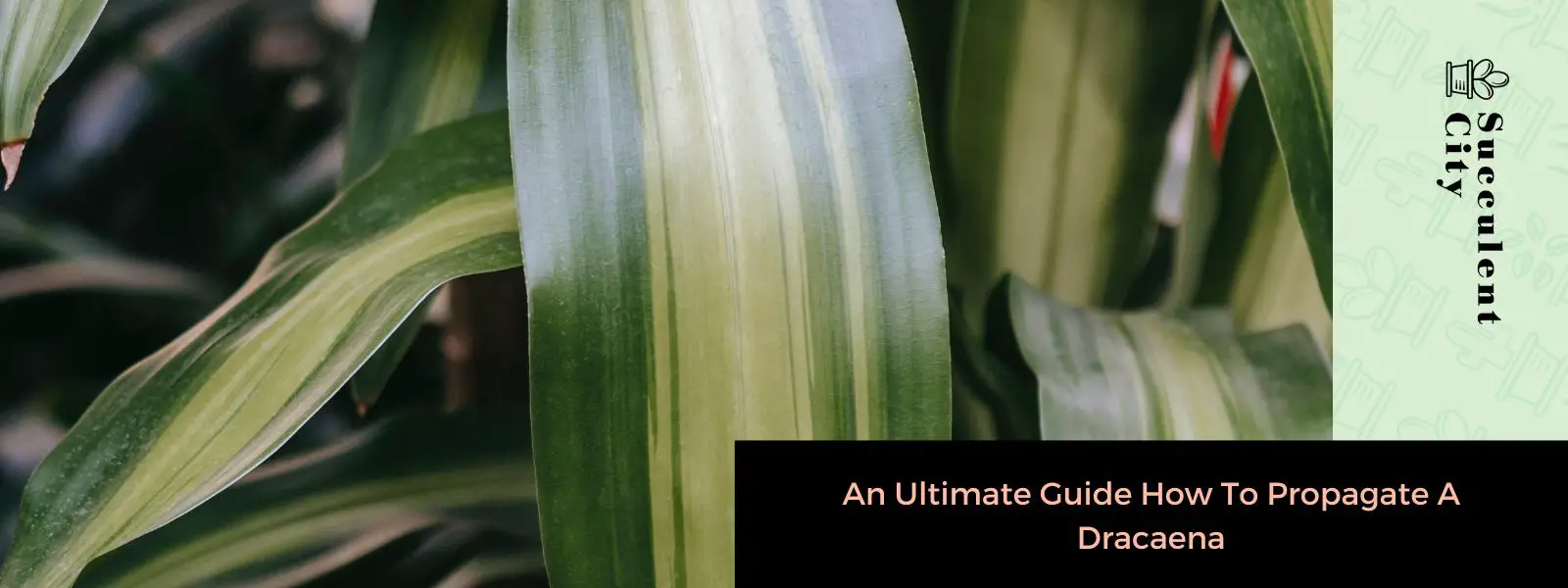 Una guía definitiva para propagar una Dracaena