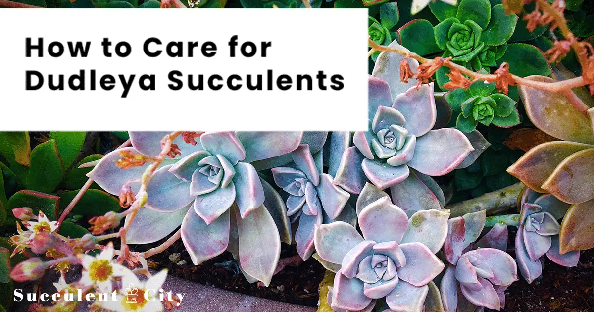 Género “Dudleya”.