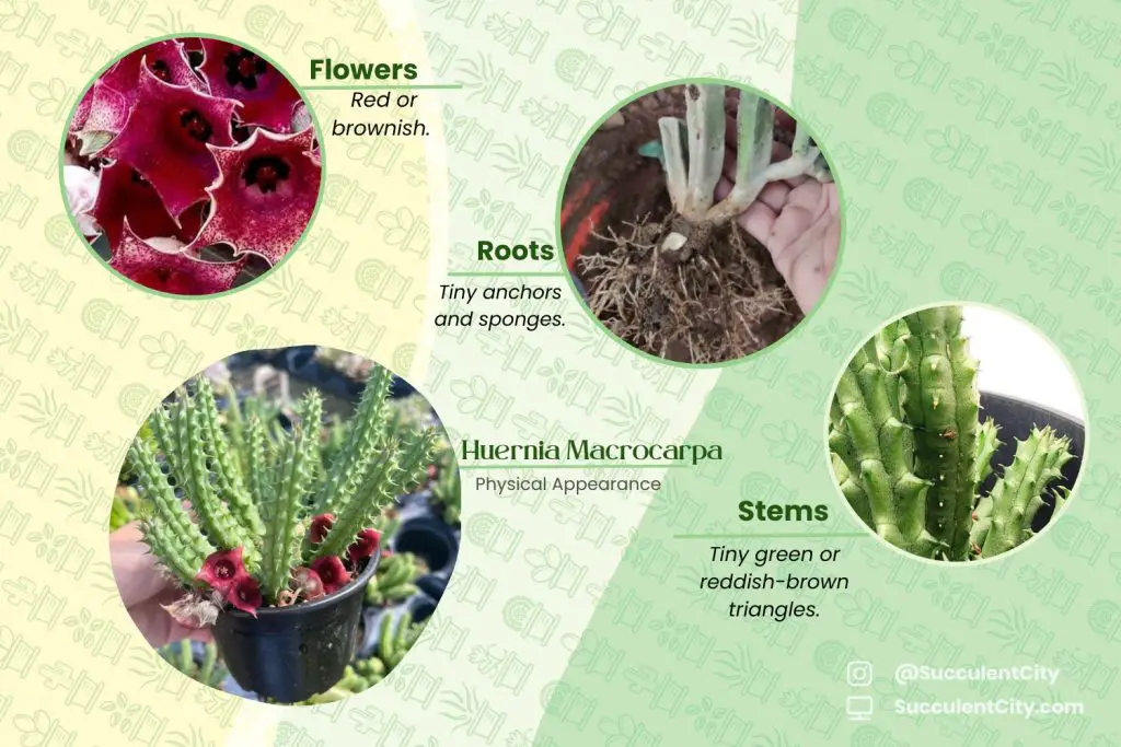 Huernia Macrocarpa Huernia Macrocarpa