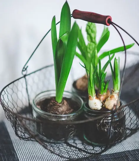 Ideas de suculentas cestas de regalo para eventos importantes Ideas de suculentas cestas de regalo para eventos importantes