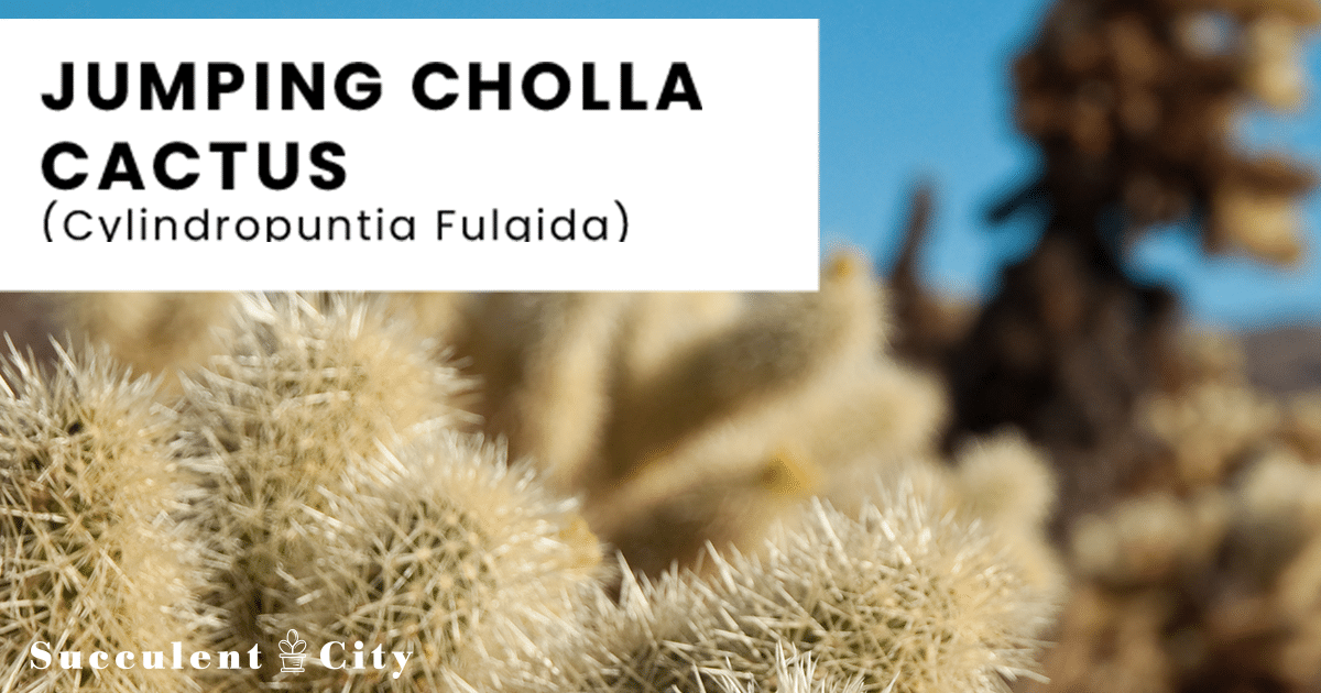 Cactus Cholla Saltadora (Cylindropuntia Fulgida)