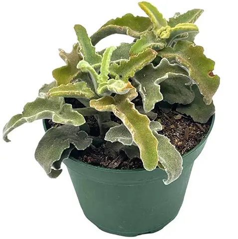 Kalanchoe Beharensis (Kalanchoe oreja de elefante)