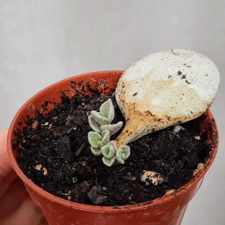 Kalanchoe Bracteata Kalanchoe Bracteata